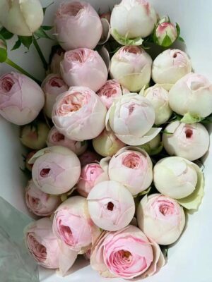 Rose Spray Kupi