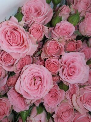 Spray Rose Princess Lulu