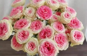 Rose Spray Ice Cream