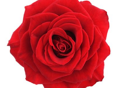 Red flower on a white background.
