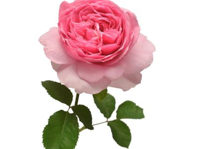 pink-english-rose-david-austin-isolated-white-background-macro-flower-wedding-card-bride-greeting-summer-spring-flat-lay-top-view-love-valentine-s-day_438009-6284